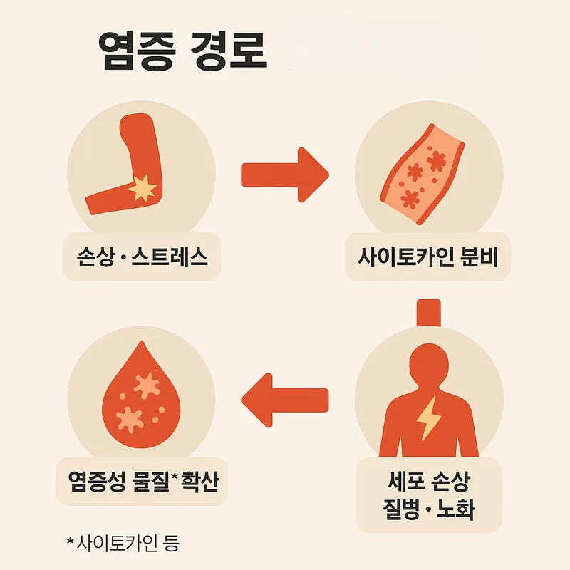 🔥 99% 젊어지고 건강해지는 법, 단 3가지만 기억하세요!
